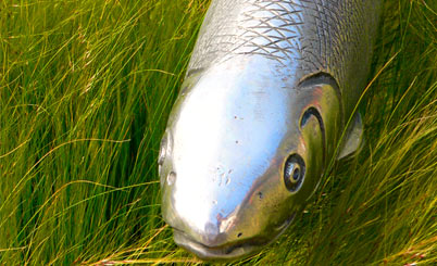 短信轰炸免费在线网站